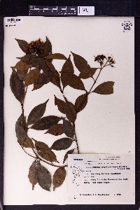 Syzygium lineatum image