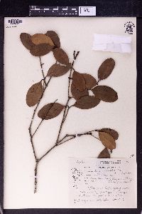 Syzygium muelleri image