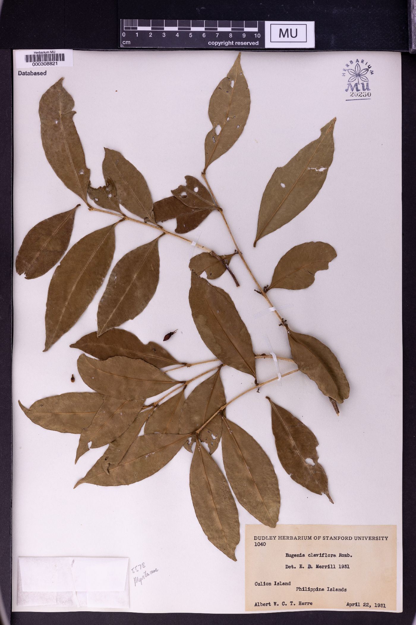 Syzygium claviflorum image