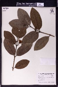 Psidium guajava image