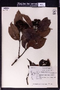 Syzygium oblatum image