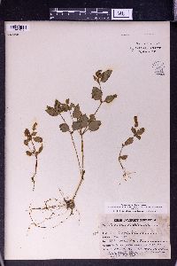 Torenia cordifolia image