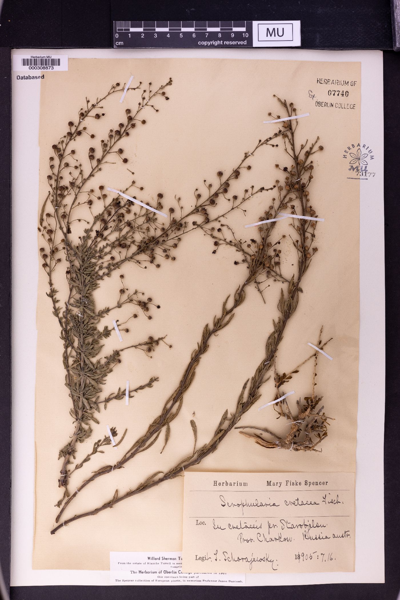 Scrophularia cretacea image