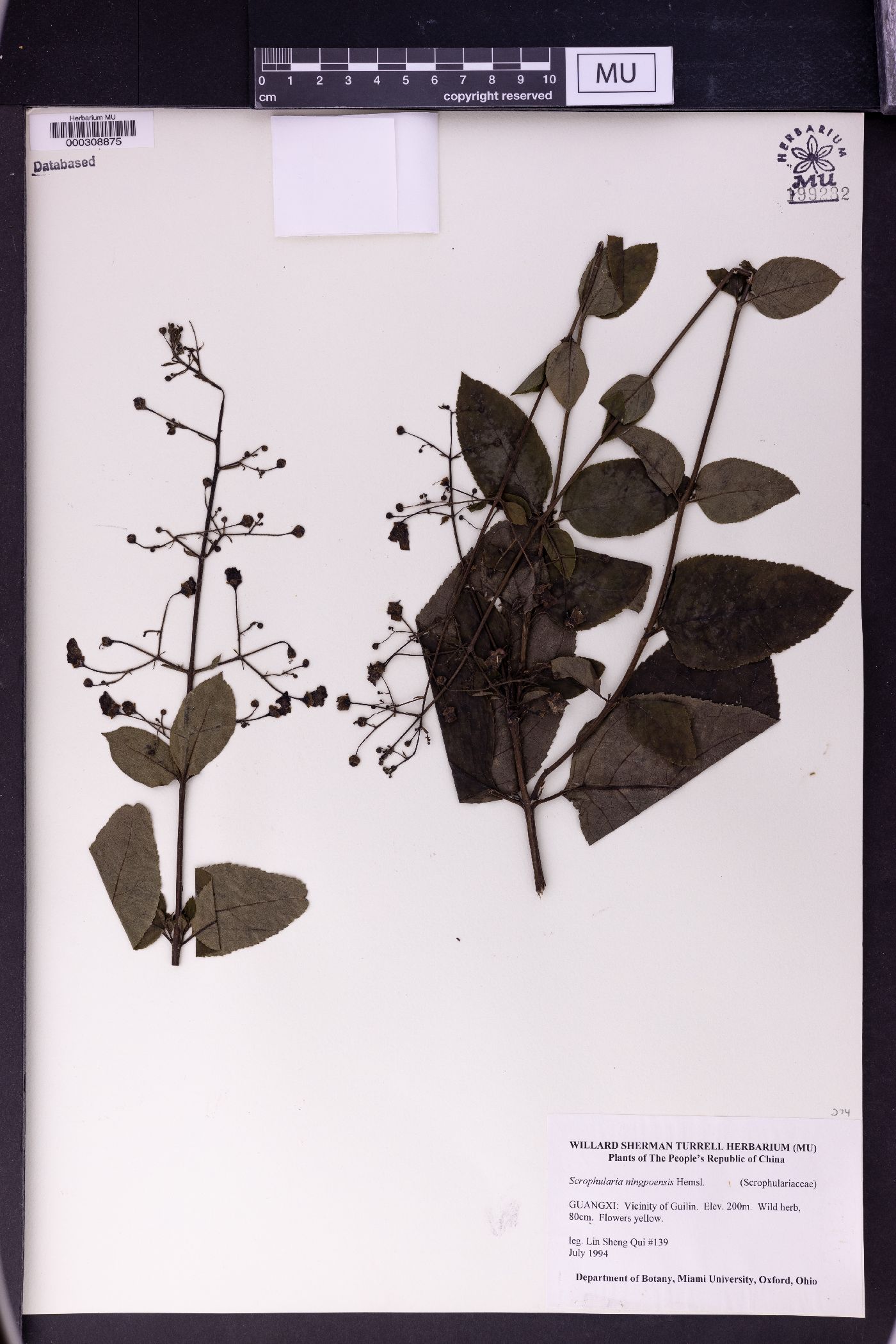 Scrophularia ningpoensis image