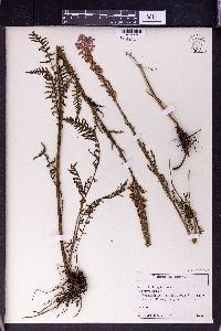 Image of Pedicularis elata