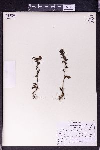 Pedicularis bifida image
