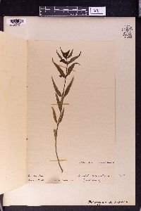 Melampyrum nemorosum image