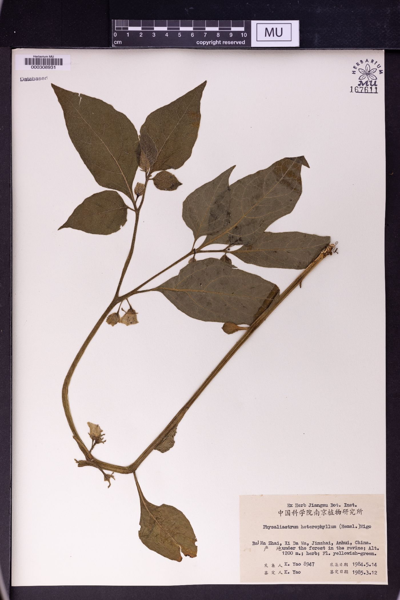 Physaliastrum heterophyllum image