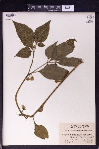 Image of Physaliastrum heterophyllum