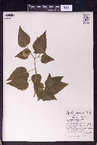 Physalis pubescens var. integrifolia image