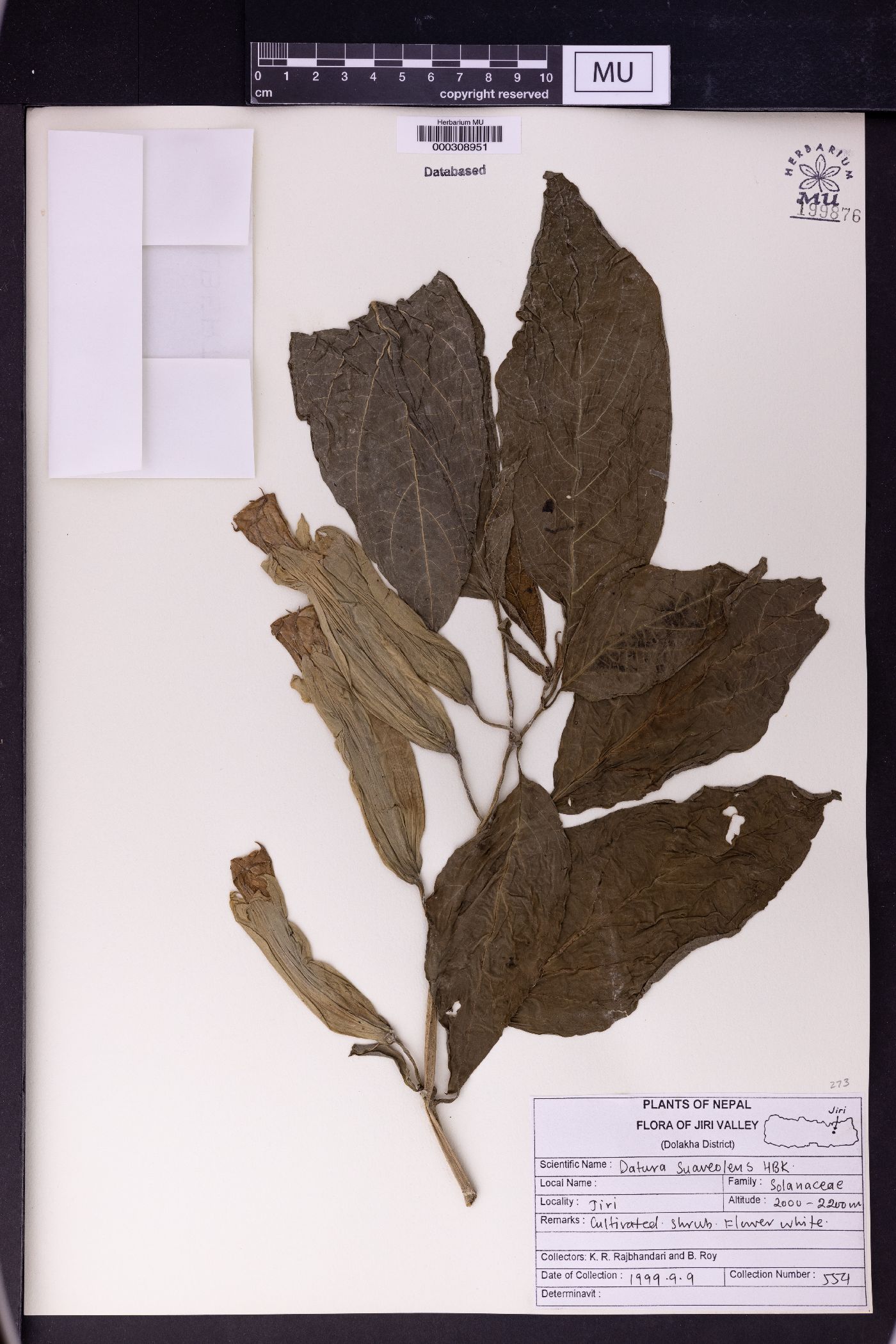 Datura suaveolens image