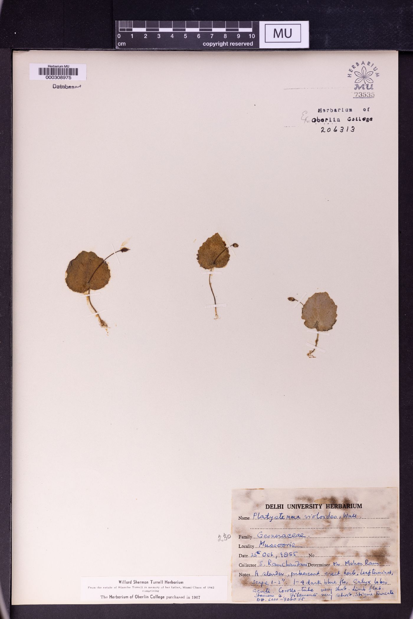 Platystemma image