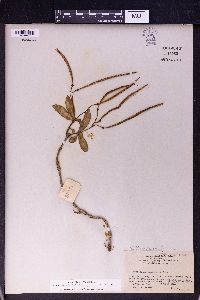 Lysionotus pauciflorus image