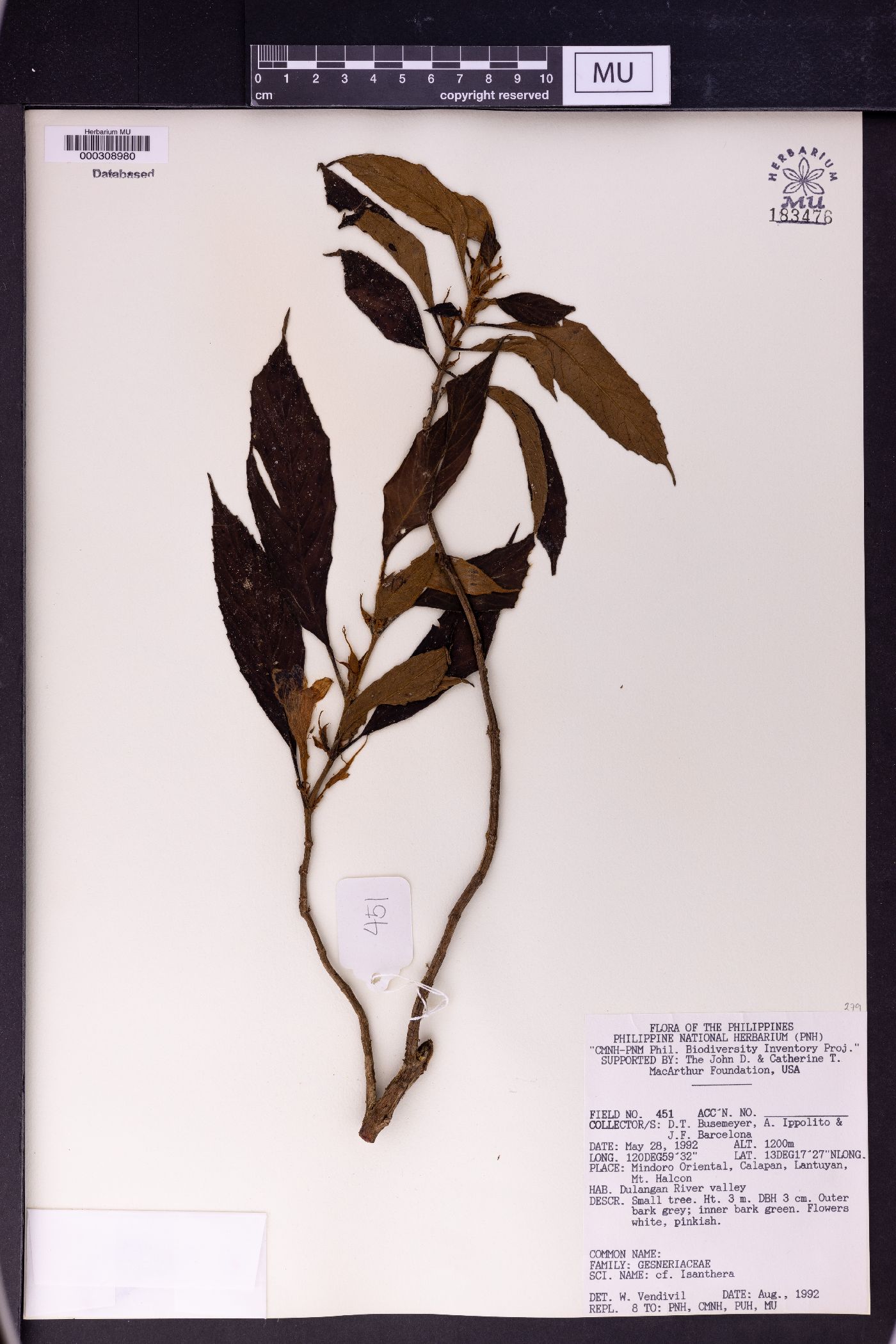 Isanthera image
