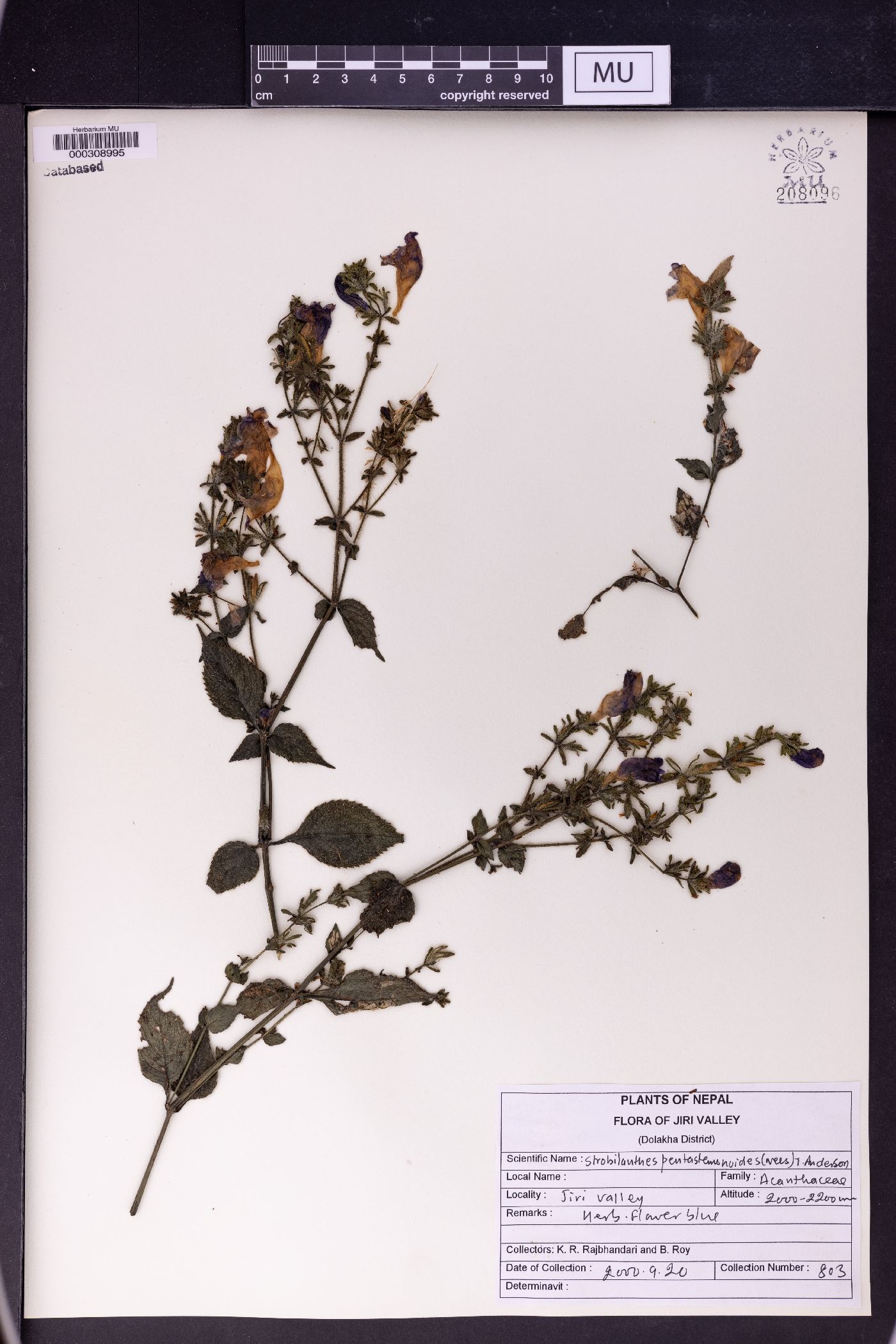 Strobilanthes pentstemonoides image