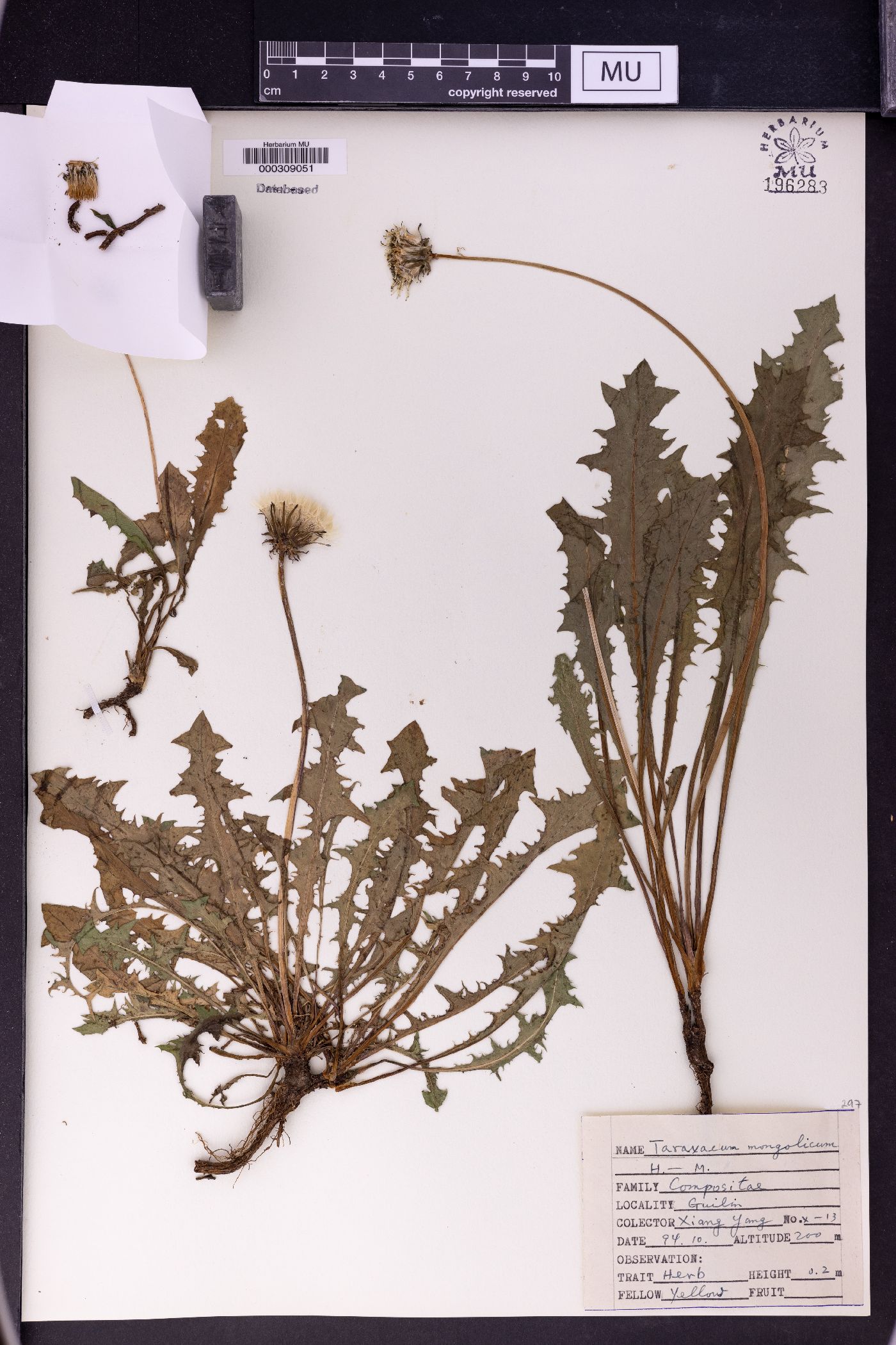 Taraxacum mongolicum image