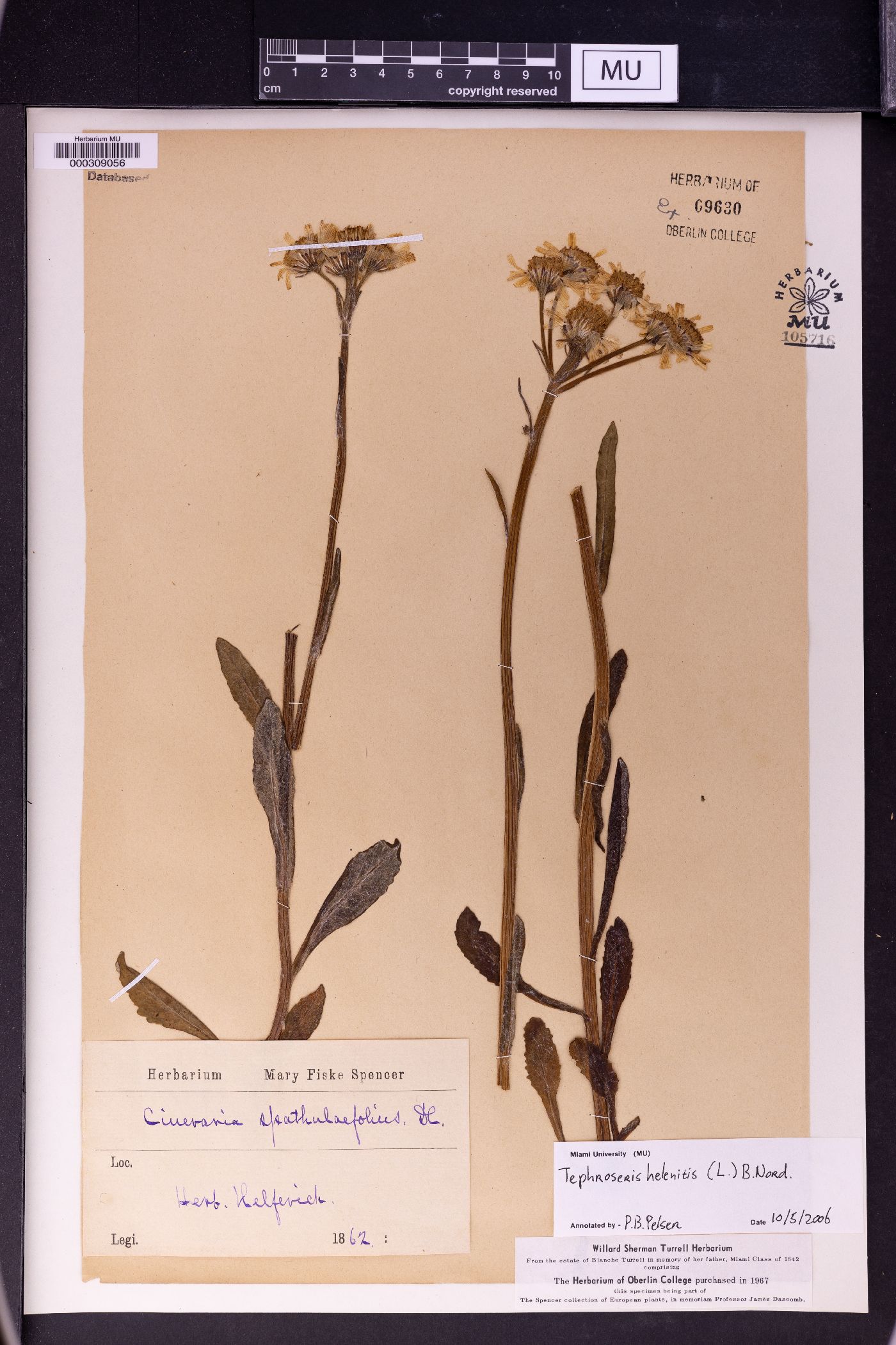 Tephroseris helenitis image