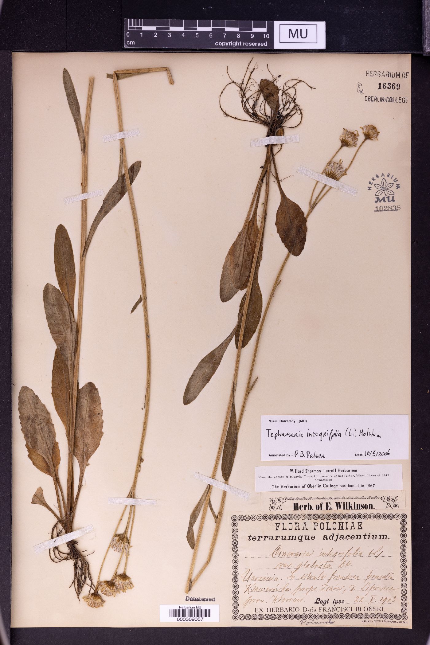 Tephroseris integrifolia image
