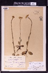 Tephroseris integrifolia image
