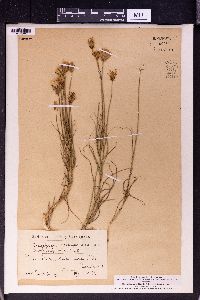 Tragopogon porrifolius image