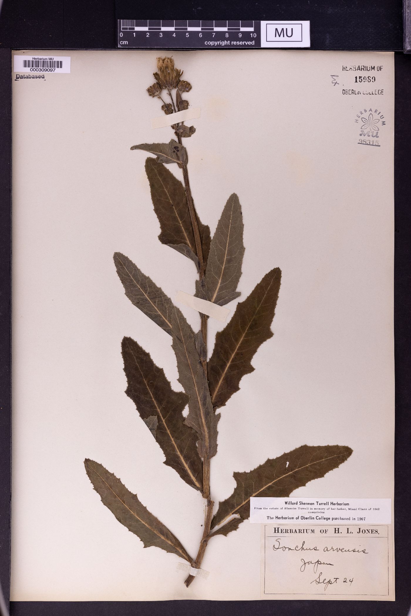 Sonchus arvensis image