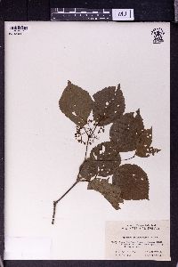 Image of Viburnum melanocarpum