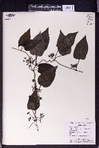 Paederia scandens image