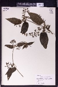 Paederia scandens image