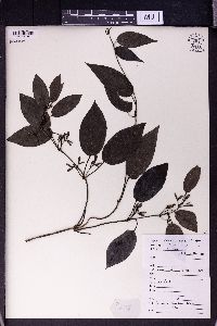 Paederia scandens image
