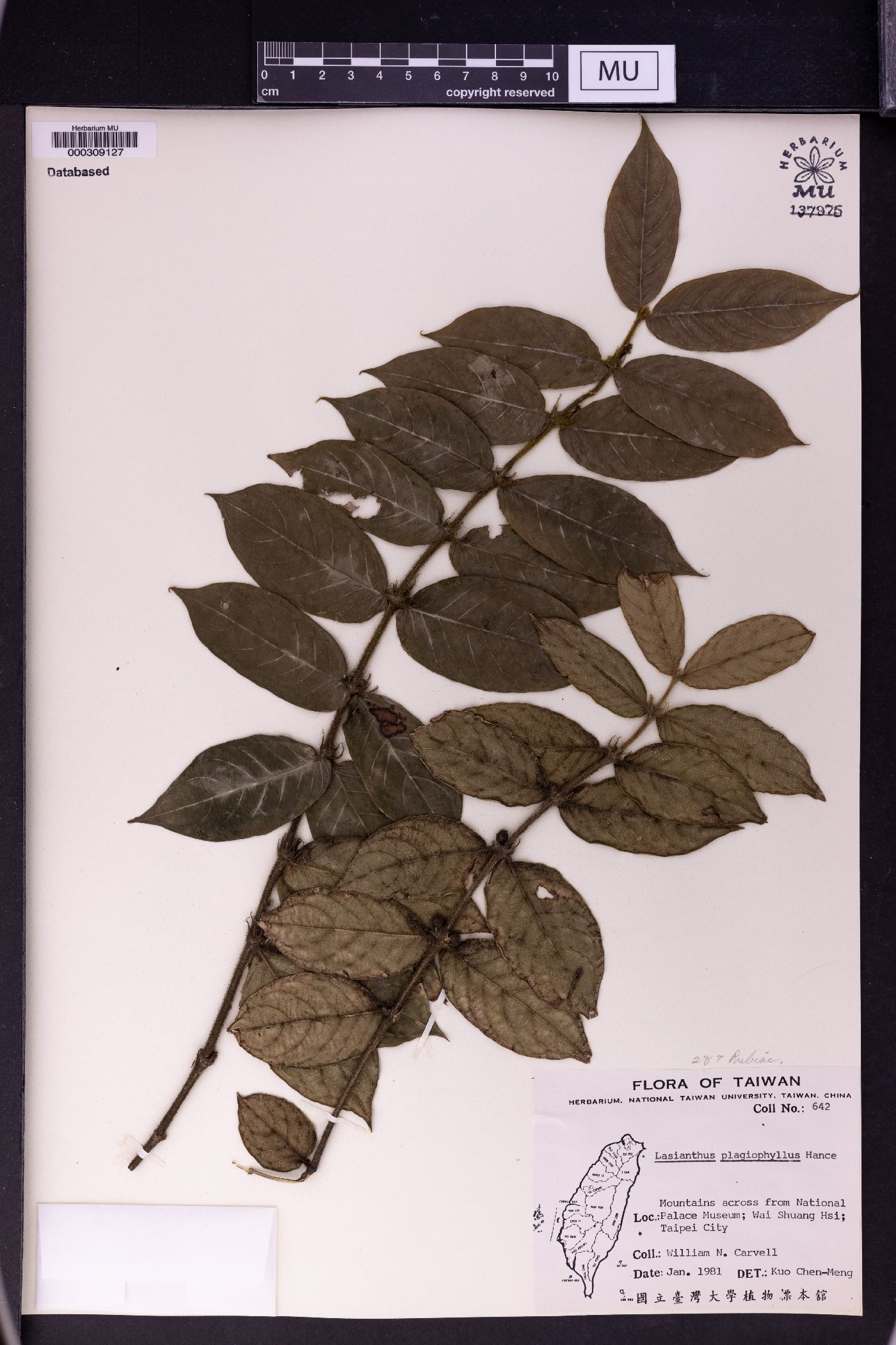 Lasianthus attenuatus var. attenuatus image