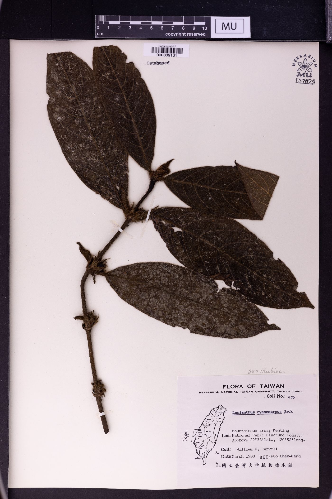 Lasianthus cyanocarpus image