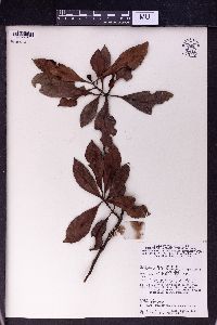 Psychotria banahaensis image