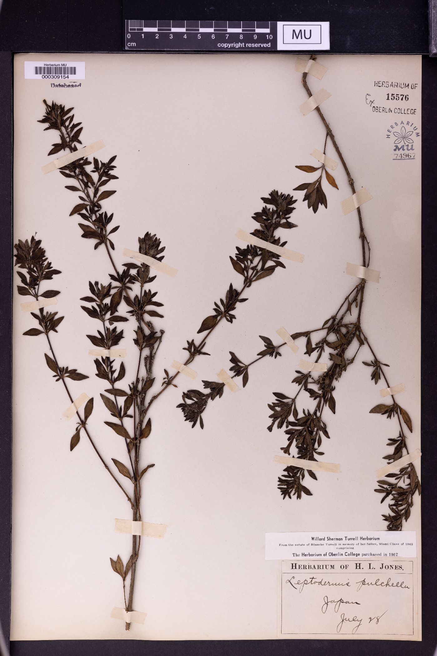 Leptodermis pulchella image