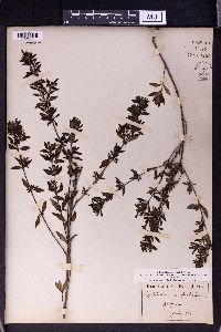 Leptodermis pulchella image