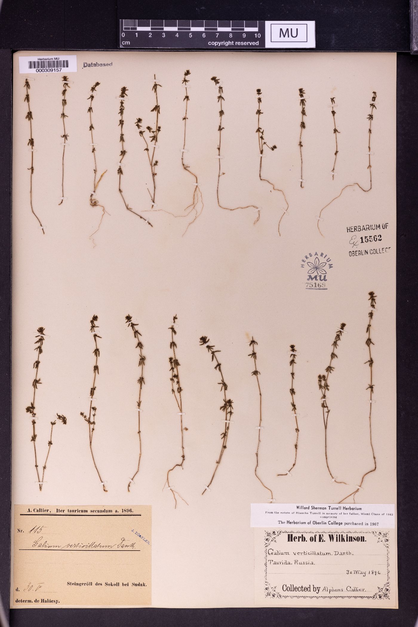 Galium verticillatum image