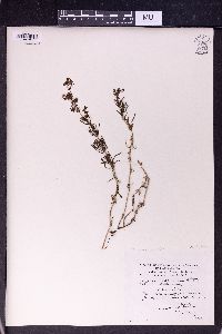 Galium scabrum image