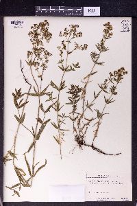 Galium palustre image