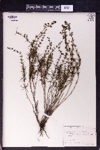 Galium verum image