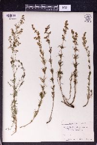 Galium verum image