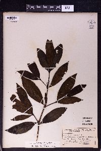Image of Rothmannia fischeri