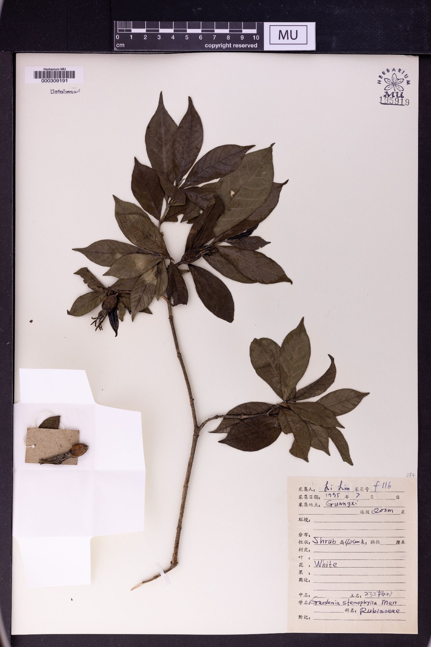 Gardenia stenophylla image