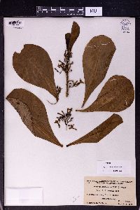 Scaevola frutescens image