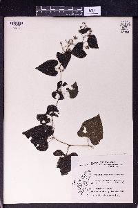 Zehneria mucronata image
