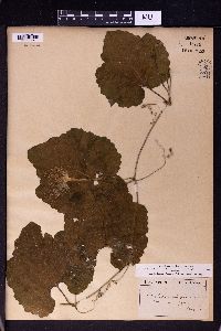 Trichosanthes cucumeroides image