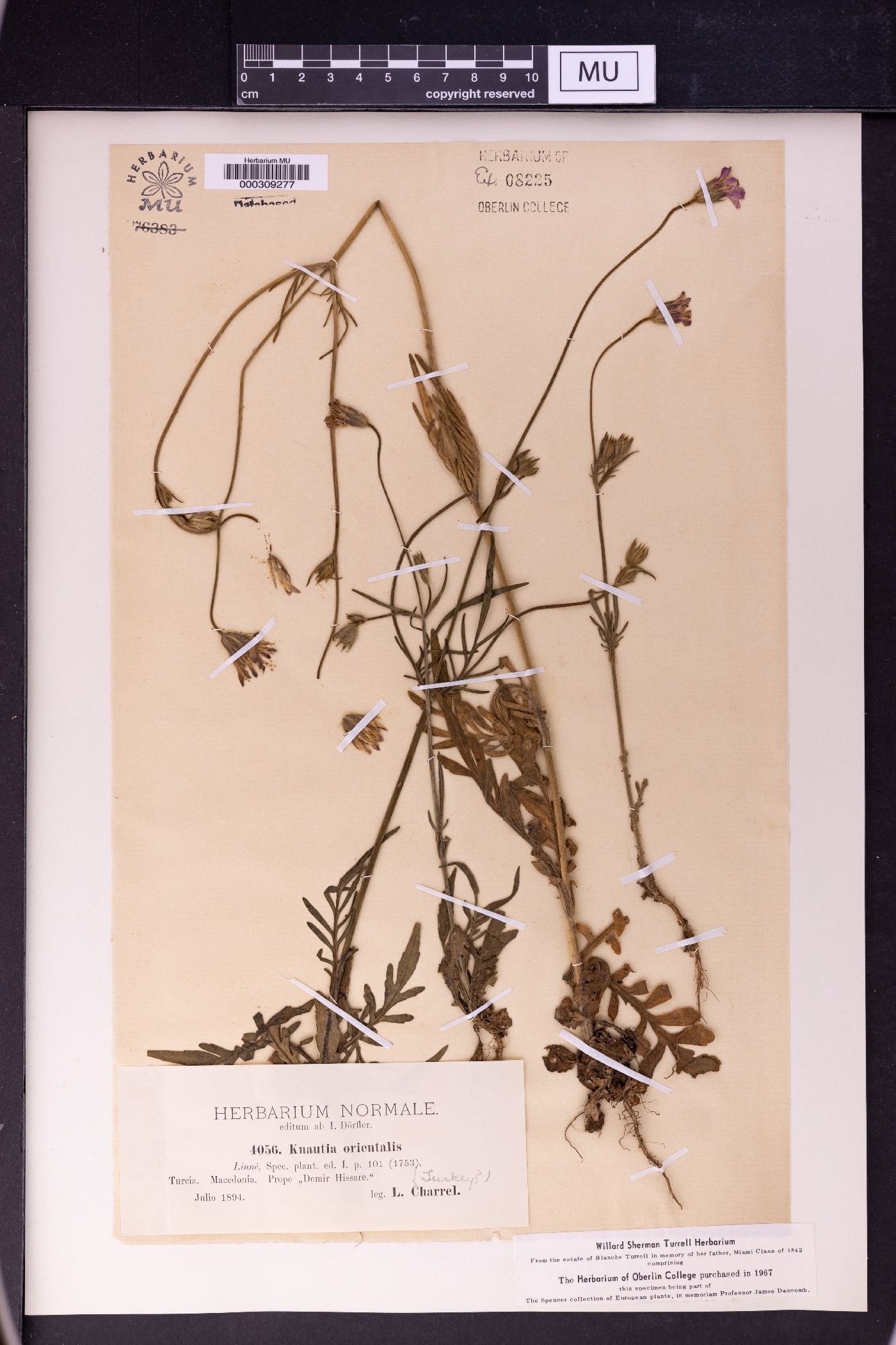 Knautia orientalis image