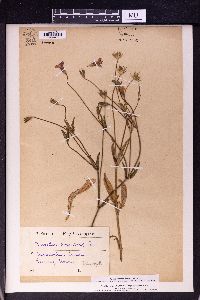 Knautia orientalis image