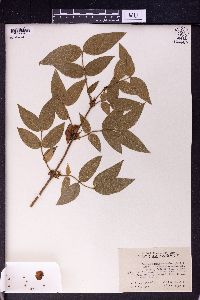 Lonicera fragrantissima subsp. standishii image