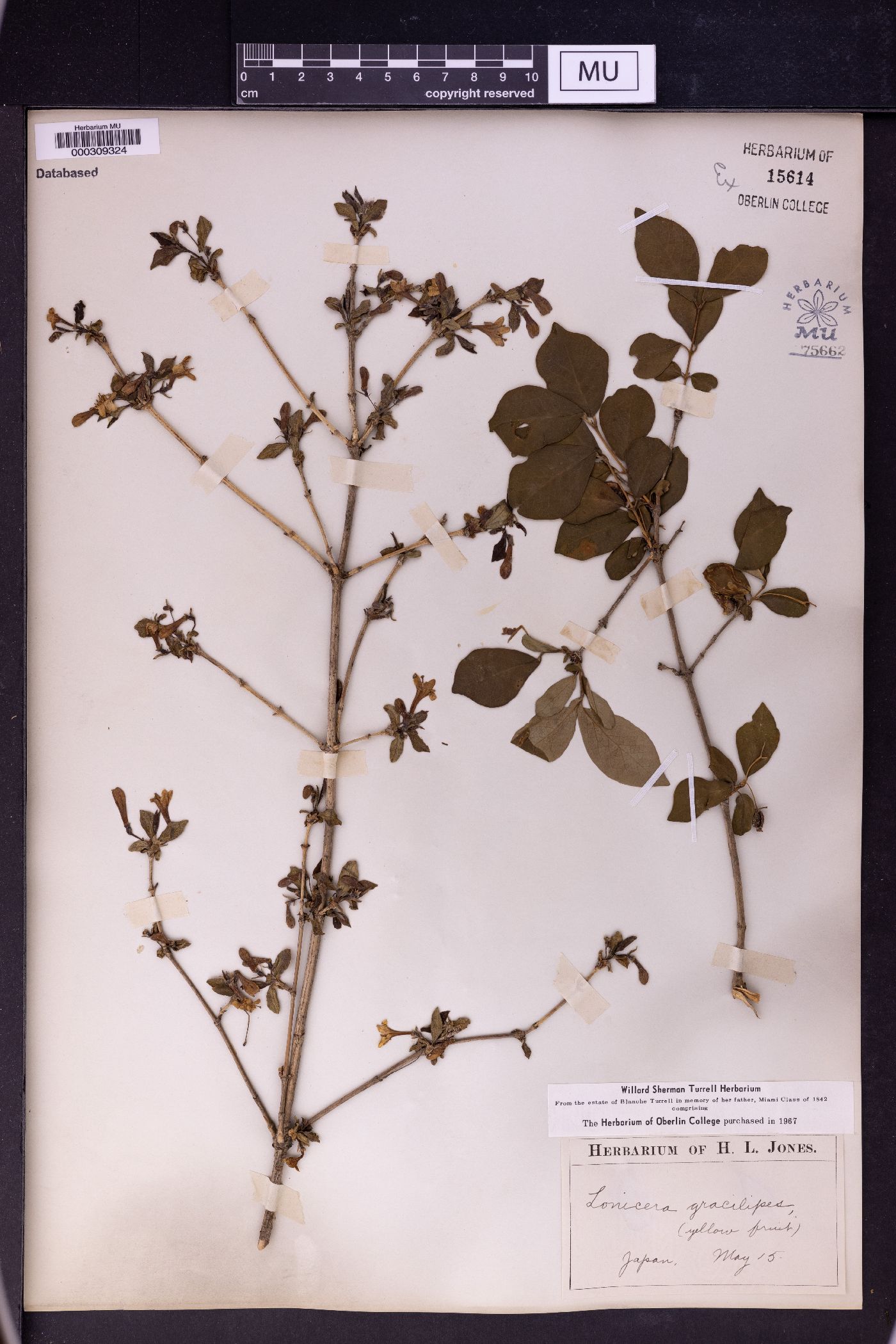 Lonicera gracilipes image