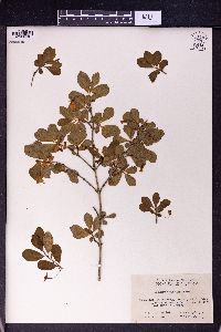 Lonicera tangutica image