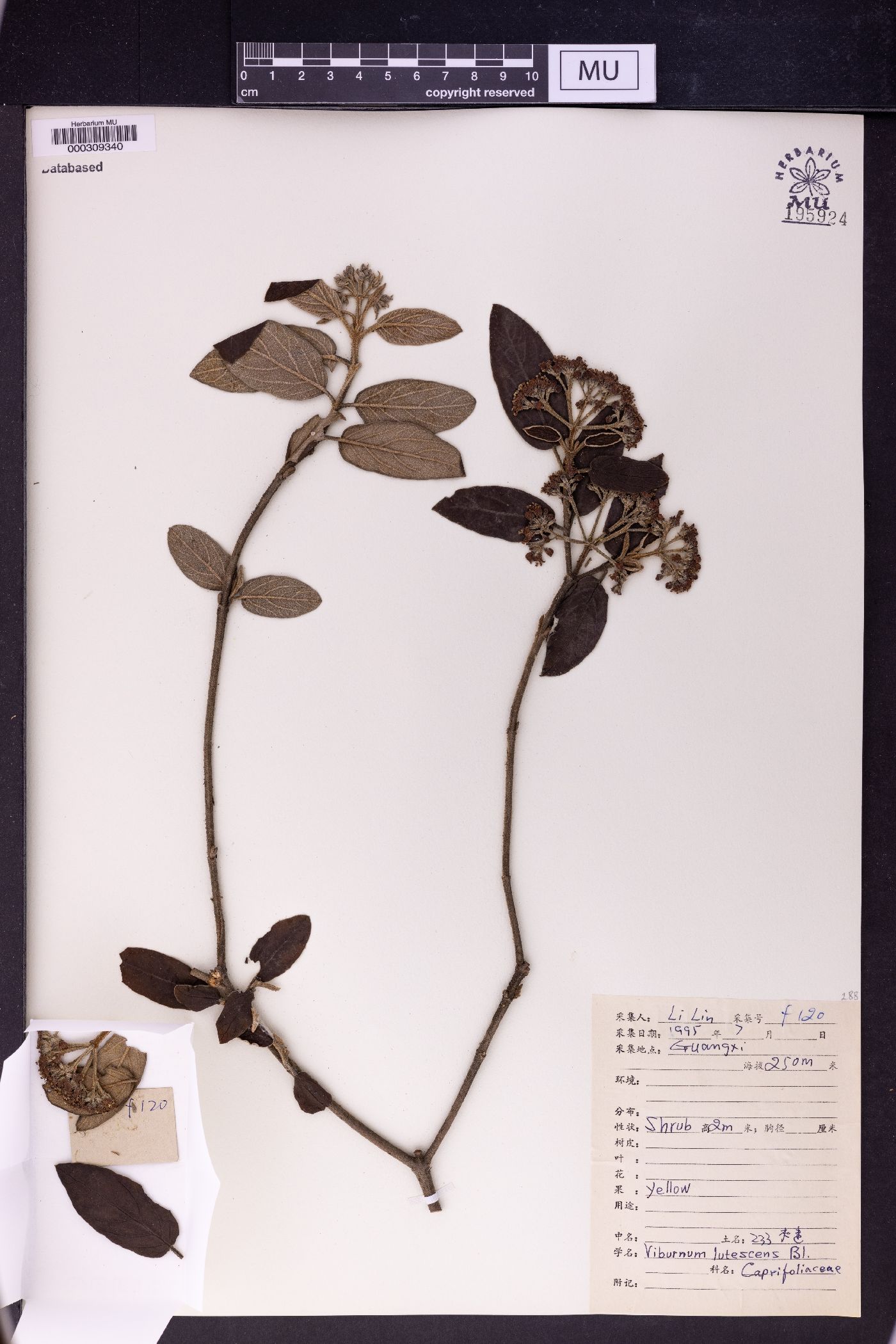 Viburnum lutescens image